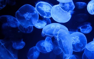 芬兰首次发现“巨型病毒”直径约200纳米 刷新生命认知！