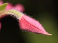 花蕾和花蕊的区别（花朵中的花蕾和花蕊的含义区别）