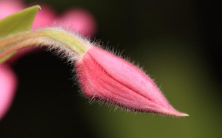 花蕾和花蕊的区别（花朵中的花蕾和花蕊的含义区别）