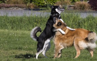 训犬基地的收费标准（训犬基地每月的收费是多少）