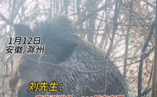 男子上山放羊突遇300斤野猪 万幸对峙几秒后就跑了！