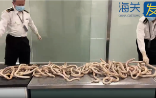 厦门海关截获16.1公斤牛鞭：禁止携带肉类及其制品进境!