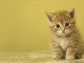 猫咪吐了是什么原因造成的（分析猫咪呕吐的可能原因）