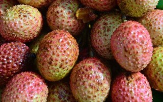过量食用荔枝或引发“荔枝病”：严重时可导致昏迷!