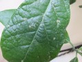 花长腻虫如何防治（如何控制花卉上的腻虫）