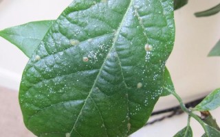 花长腻虫如何防治（如何控制花卉上的腻虫）