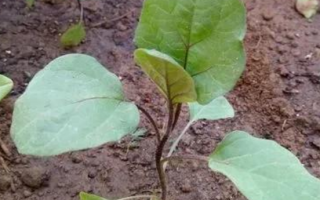 茄子是什么季节的蔬菜（种植茄子需要满足什么生长条件）