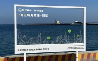 你们种在海底的“蚂蚁森林” 捞出海参了！