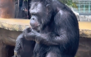 南宁动物园大猩猩抽烟手法娴熟 回应：应该是游客丢进去的 会加强巡逻 ！