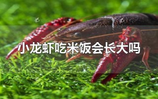 小龙虾吃米饭会长大吗（小龙虾的食物关系）
