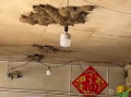 一商店20多年共来了42窝燕子筑巢 每天关门前回来！