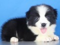 纯种边牧幼犬多少钱（纯种边牧幼犬的价格）