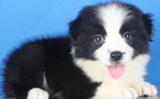 纯种边牧幼犬多少钱（纯种边牧幼犬的价格）