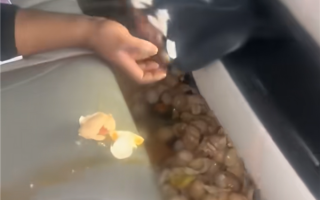 一脚急刹！百枚鸡蛋从后备箱飞进车内 洗车店老板崩溃：百年难得一遇 ！