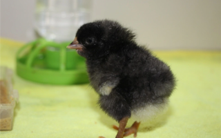 我国首次实现鸡冷冻卵巢组织复活：成功育出雏鸡！