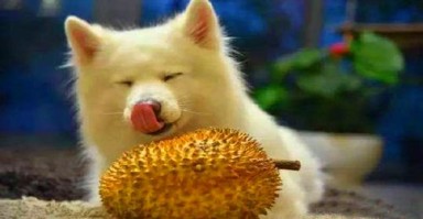狗可以吃榴莲吗(狗狗是否可以食用榴莲) 狗可以吃榴莲吗(狗狗是否可以食用榴莲)