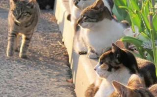 猫是群居动物还是独居动物（为什么猫总是聚在一起呢）
