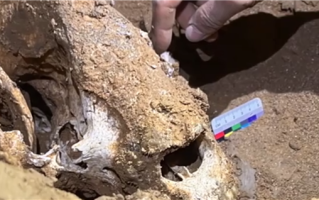 亚洲第一长洞已发现52具熊猫化石 追溯至约1400年前！