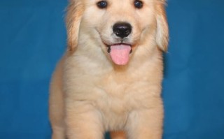纯种金毛幼犬价格（纯种金毛幼犬的价格范围）
