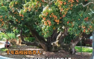 活了上千年！杨贵妃同款最爱荔枝 曾卖1颗99元 京东1元起拍整树果实！