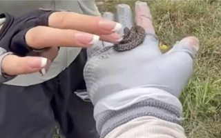驴友爬山捡幼蛇轮流上手抚摸 专家：系短尾蝮蛇 有剧毒！
