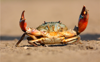 浙大食堂8.8元一只螃蟹引热议 网友直呼馋哭了 !