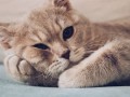 猫咪呕吐最有效的止吐办法（有效防止猫咪呕吐的方法）