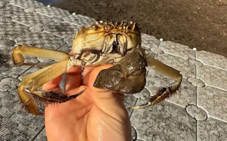 大闸蟹在欧美泛滥成灾 为何他们从来不吃：原因就这三个！ 