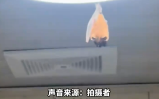 开饭了！网友家中惊现“大菊头蝠”：M码翅膀包不住XXL身体！