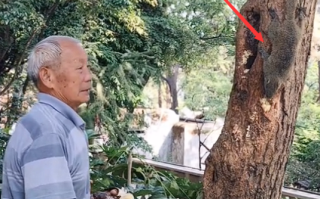 昆明大爹把小松鼠喂得随叫随到：坚持已有10多年！