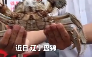 中国稻蟹之乡盘锦重637.4克公河蟹当选蟹王 370克的母蟹获得蟹后!