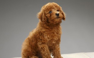 泰迪多少钱一只（泰迪犬的市场价格和购买情况）