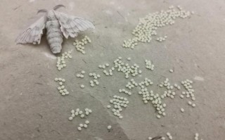 蚕卵能从纸上抠下来吗（是否可以将蚕卵从纸上移开）