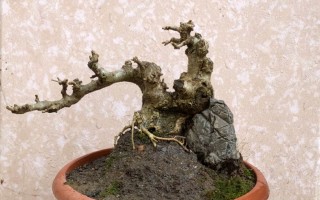 对节白蜡的养殖方法和注意事项（对节白蜡盆景怎么养）