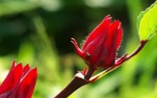 洛神花泡水喝的9大禁忌是什么？洛神花是什么？