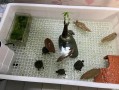 家里养乌龟好吗（在家庭环境中养乌龟的适宜性和注意事项）