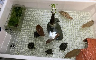 家里养乌龟好吗（在家庭环境中养乌龟的适宜性和注意事项）