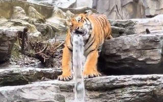 河南一老虎咬水管玩成“虎口瀑布”：游客还以为是雕塑！