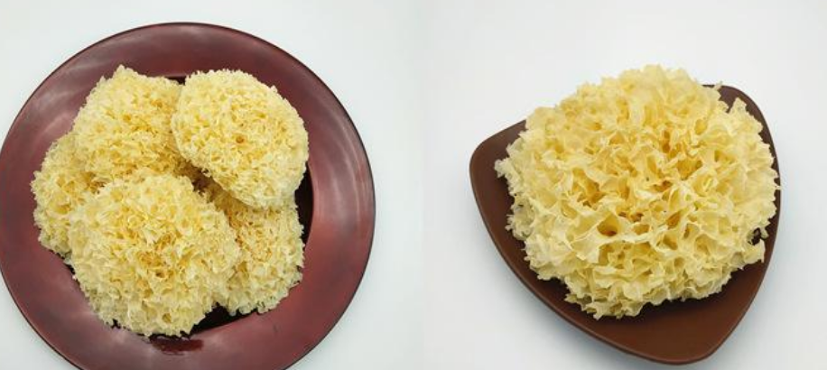 银耳哪种品种最好（什么样的银耳质量最好最正宗）-第1张图片