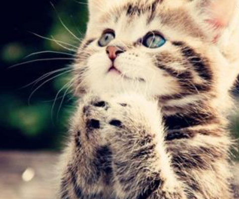 猫生一只穷二只富三只四只发财猫什么意思-第2张图片