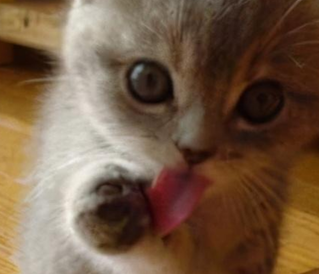 1到2个月的小猫吃什么（新手必知的幼猫饲养注意事项）-第1张图片