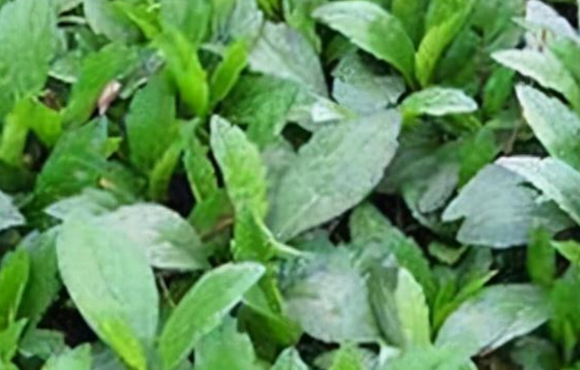 马兰头俗称什么菜（马兰头的生长环境以及食用方法）-第1张图片