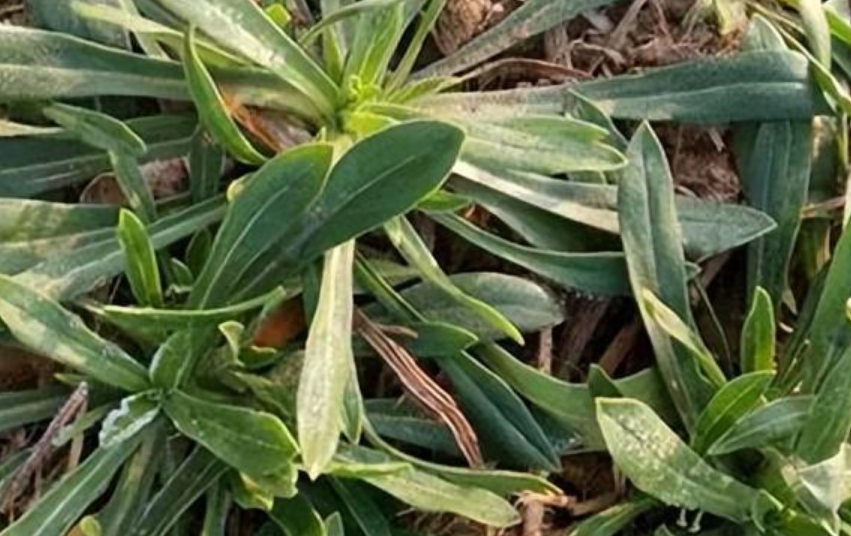 面条菜俗称什么菜（面条菜的生长环境以及营养价值）-第1张图片