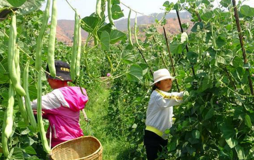 四季豆什么时候种最好（不同品种四季豆的种植时间）-第1张图片