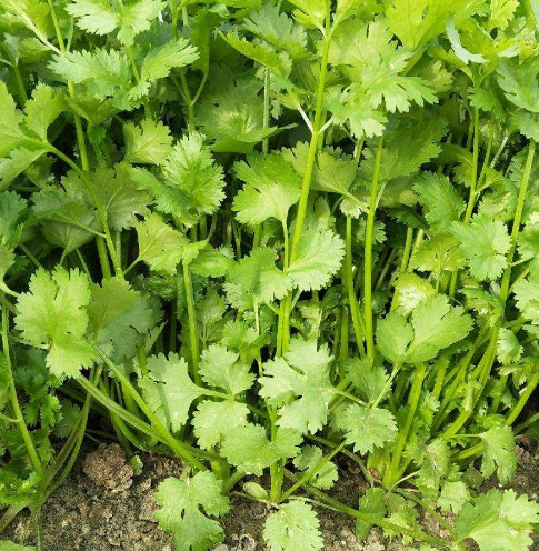 香菜什么时候种植最好（香菜的栽培方法及注意事项）-第1张图片