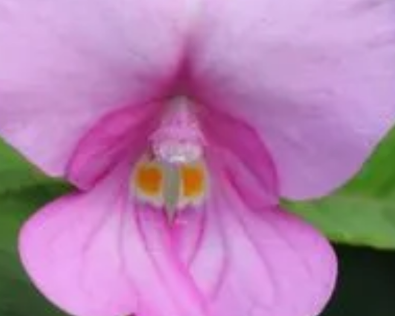 凤仙花种子的种植方法和时间（如何让凤仙花开得更漂亮）-第1张图片