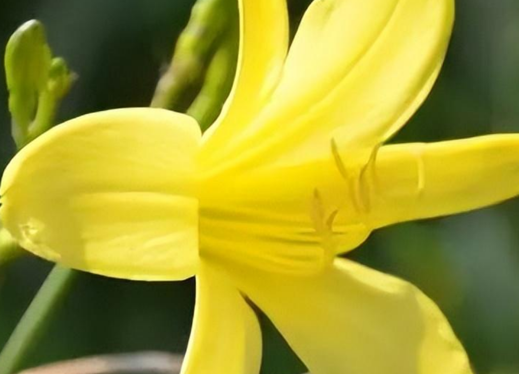 中国的母亲花为什么是萱草花（关于萱草花的传说故事）-第1张图片