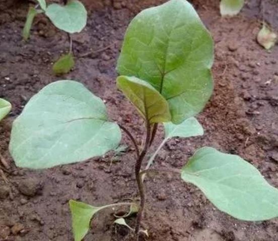 茄子是什么季节的蔬菜（种植茄子需要满足什么生长条件）-第1张图片