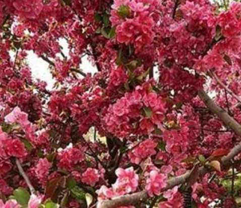 海棠花语和象征意义介绍（海棠花为什么又叫断肠花呢）-第10张图片