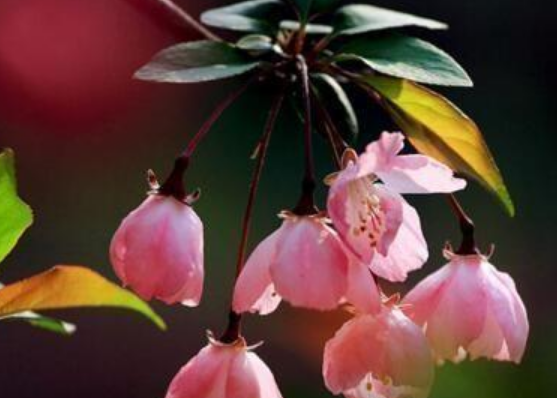 海棠花语和象征意义介绍（海棠花为什么又叫断肠花呢）-第3张图片